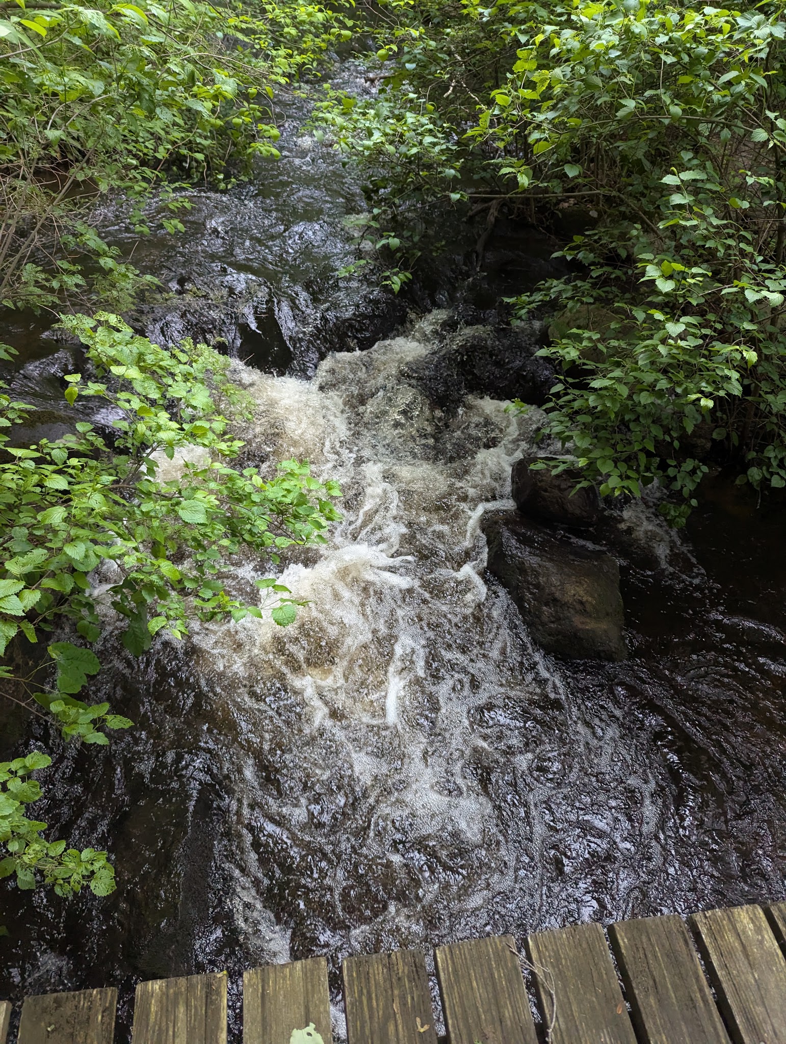 Massapoag Trail - Sharon, MA