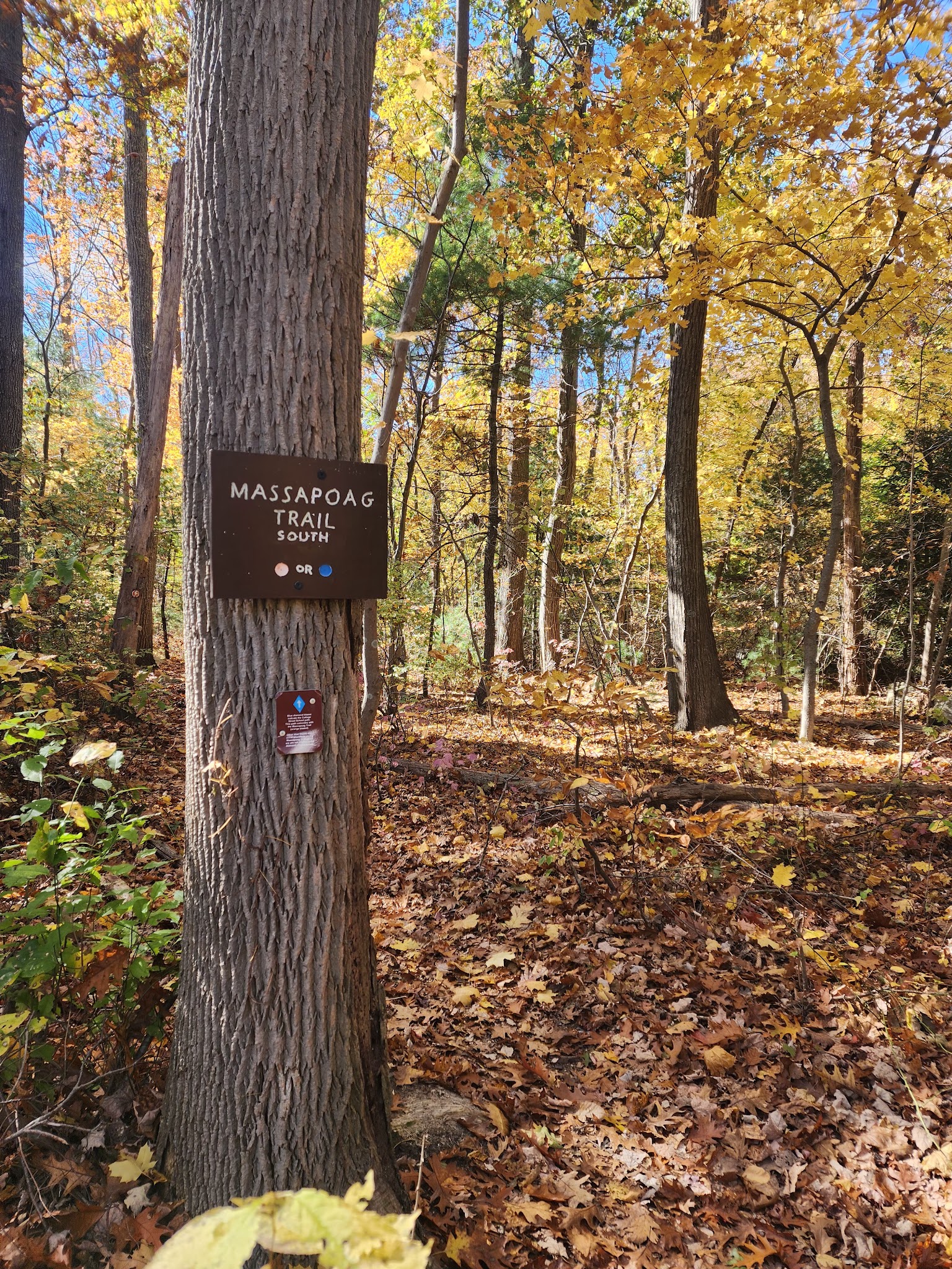 Massapoag Trail - Sharon, MA