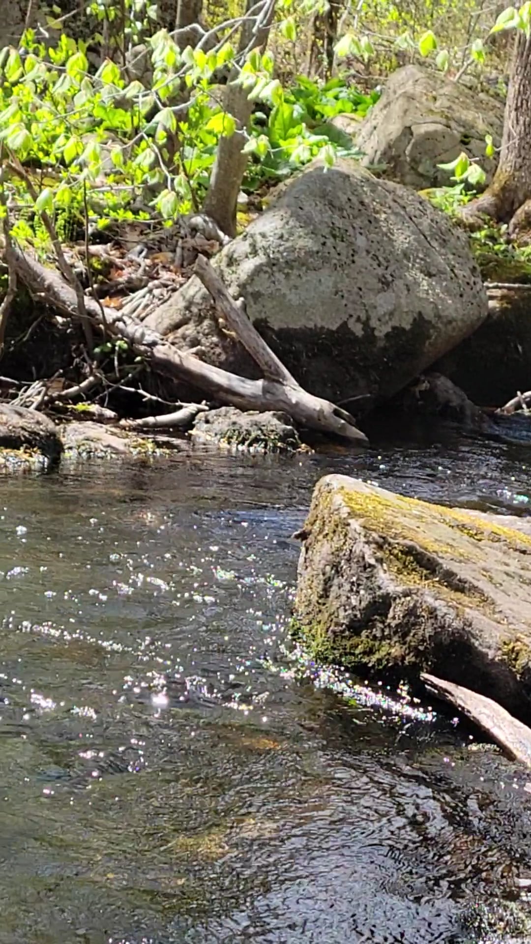Massapoag Trail - Sharon, MA