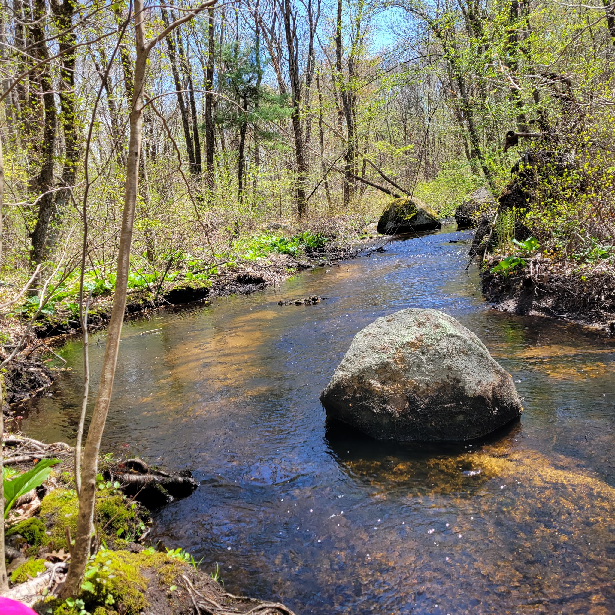 Massapoag Trail - Sharon, MA