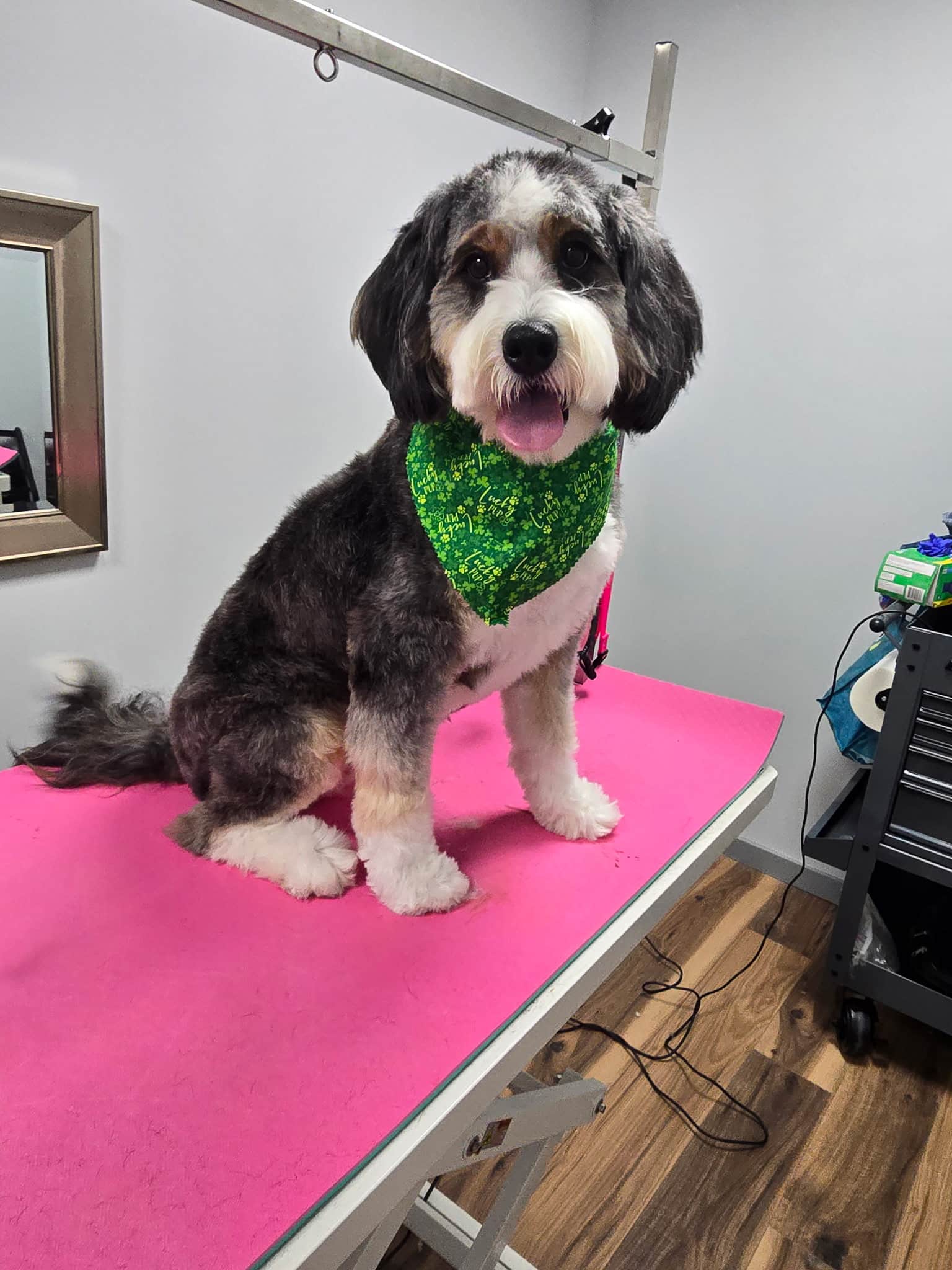 Lucky Dogs Grooming Spa - Skaneateles, NY