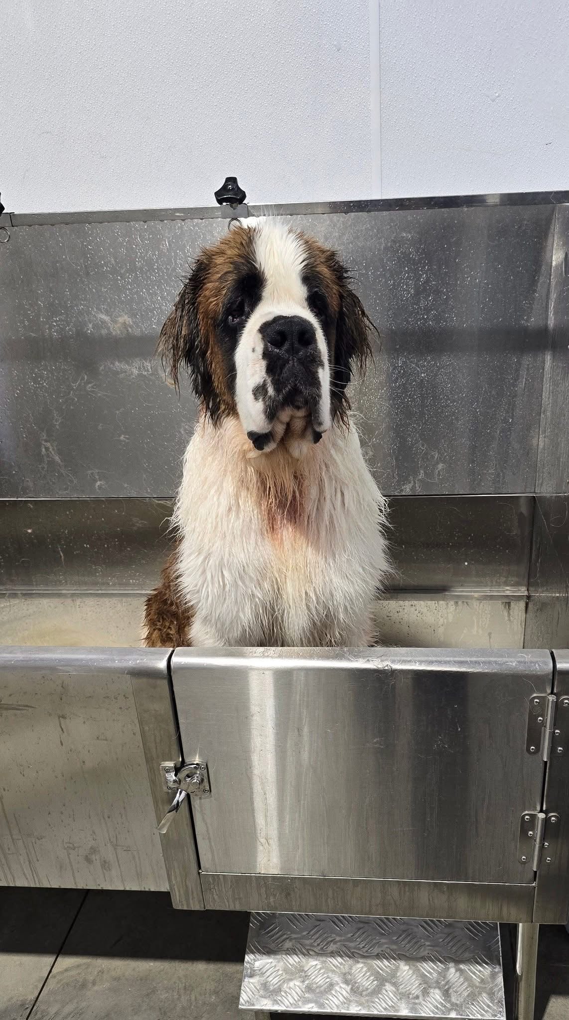 Lucky Dogs Grooming Spa - Skaneateles, NY