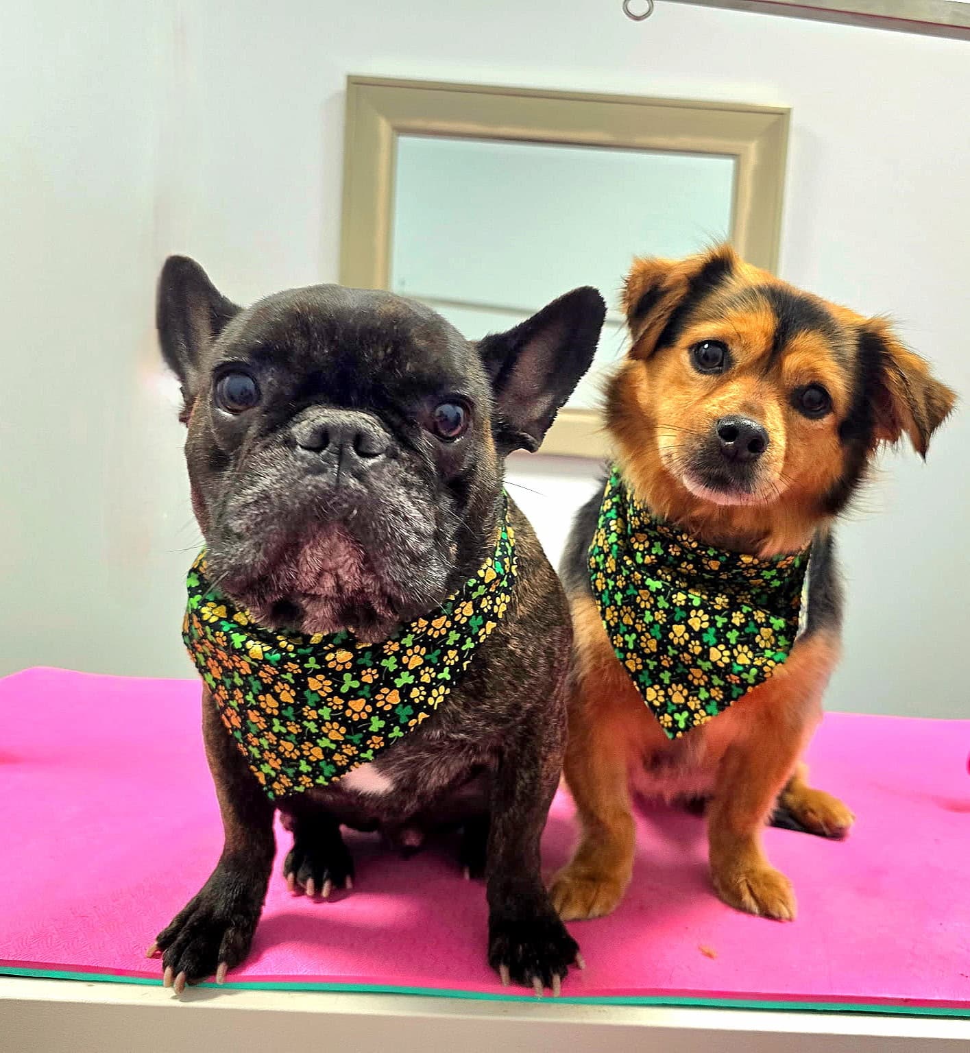 Lucky Dogs Grooming Spa - Skaneateles, NY