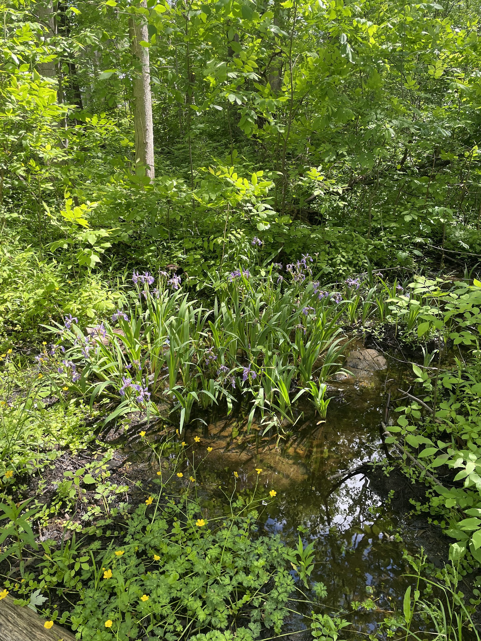 Peter C Vargason Nature Trail - Skaneateles, NY