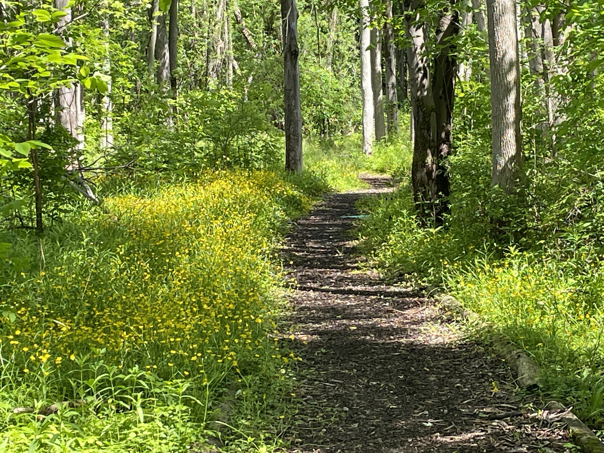 Peter C Vargason Nature Trail - Skaneateles, NY