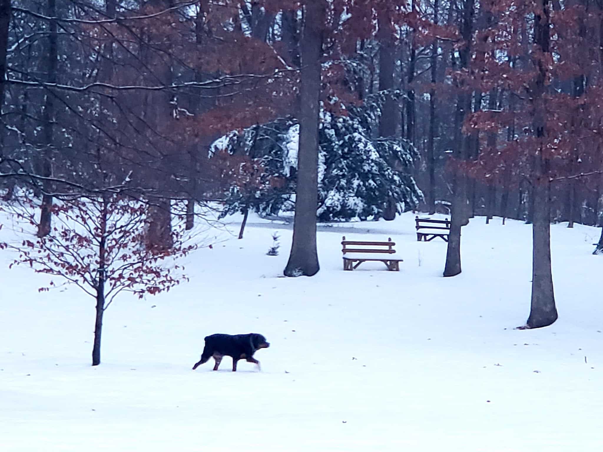Neffs Church Grove Park - Slatington, PA