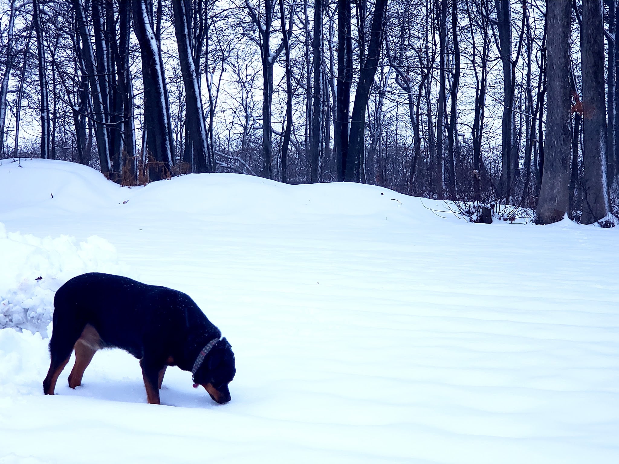 Neffs Church Grove Park - Slatington, PA