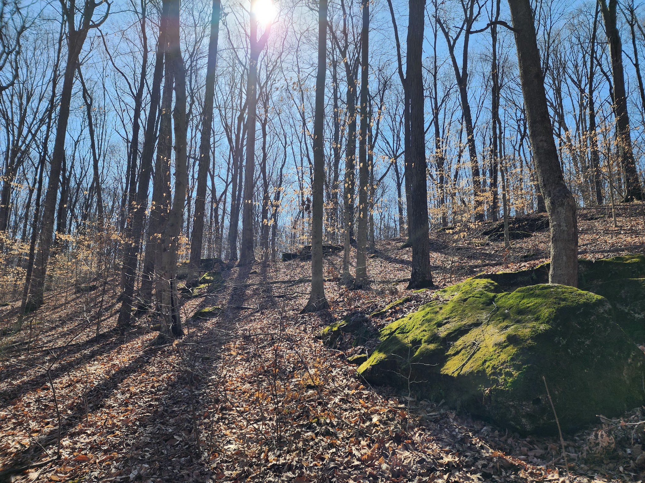 Canyon Forest Nature Preserve - Solsberry, IN