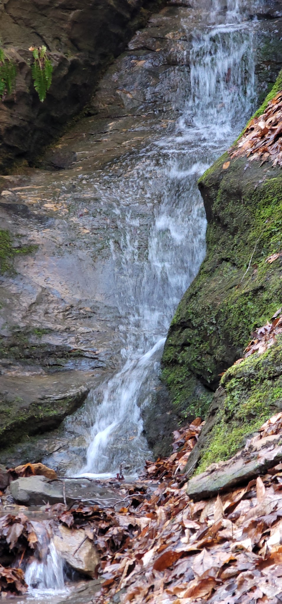Canyon Forest Nature Preserve - Solsberry, IN