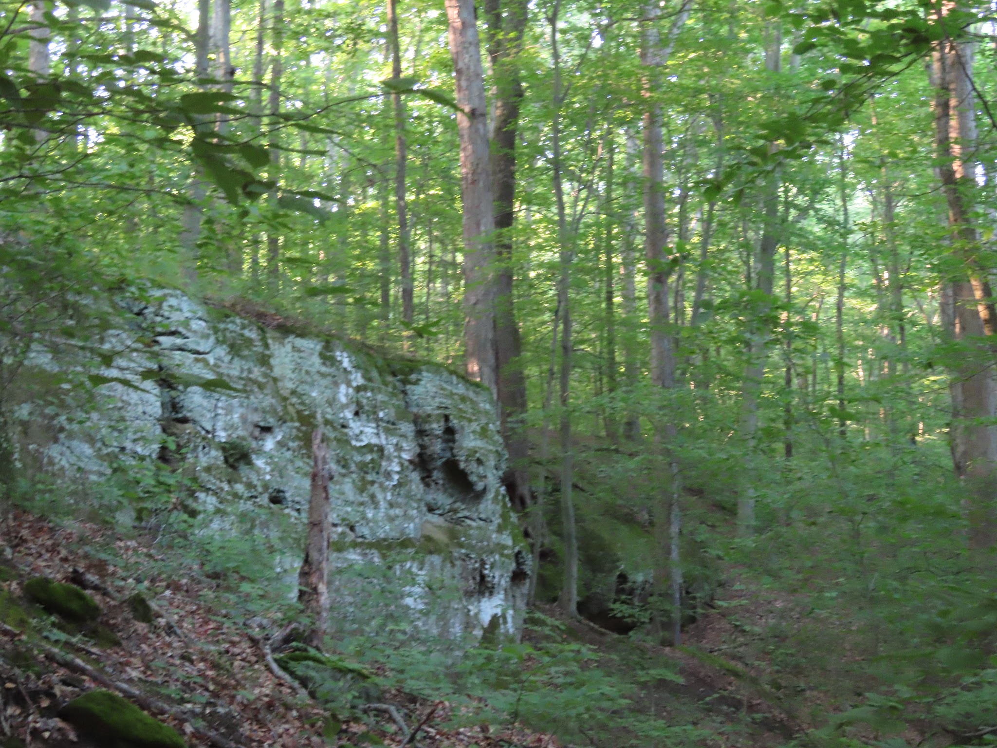 Canyon Forest Nature Preserve - Solsberry, IN