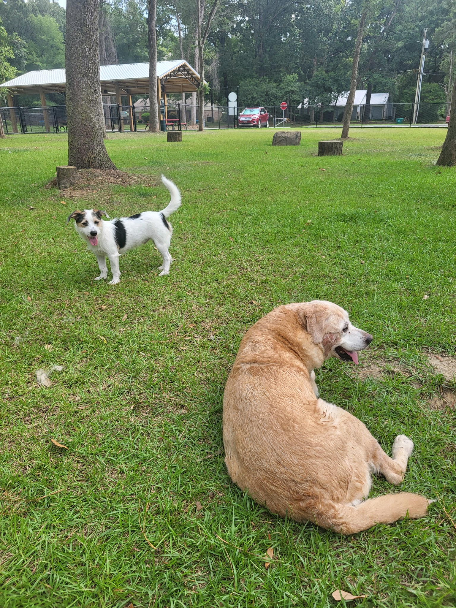 Loyalty Dog Park - Spanish Fort, AL