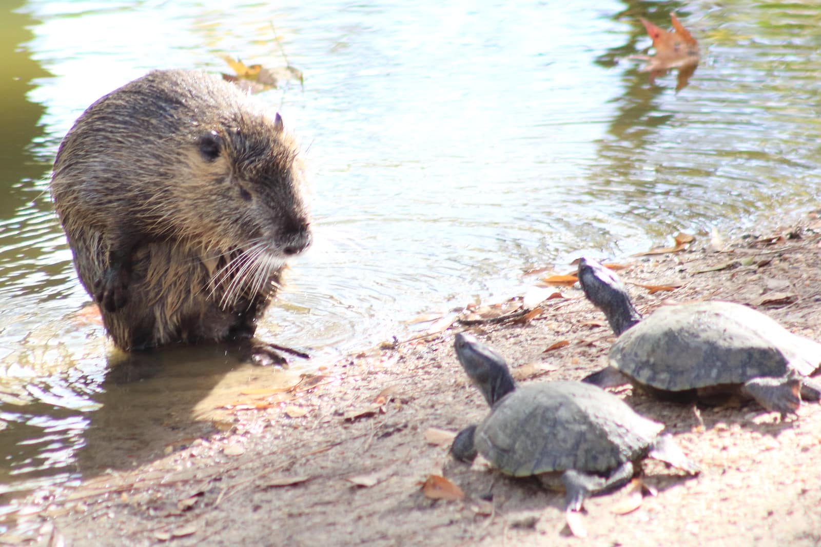 Meyer Park - Spring, TX