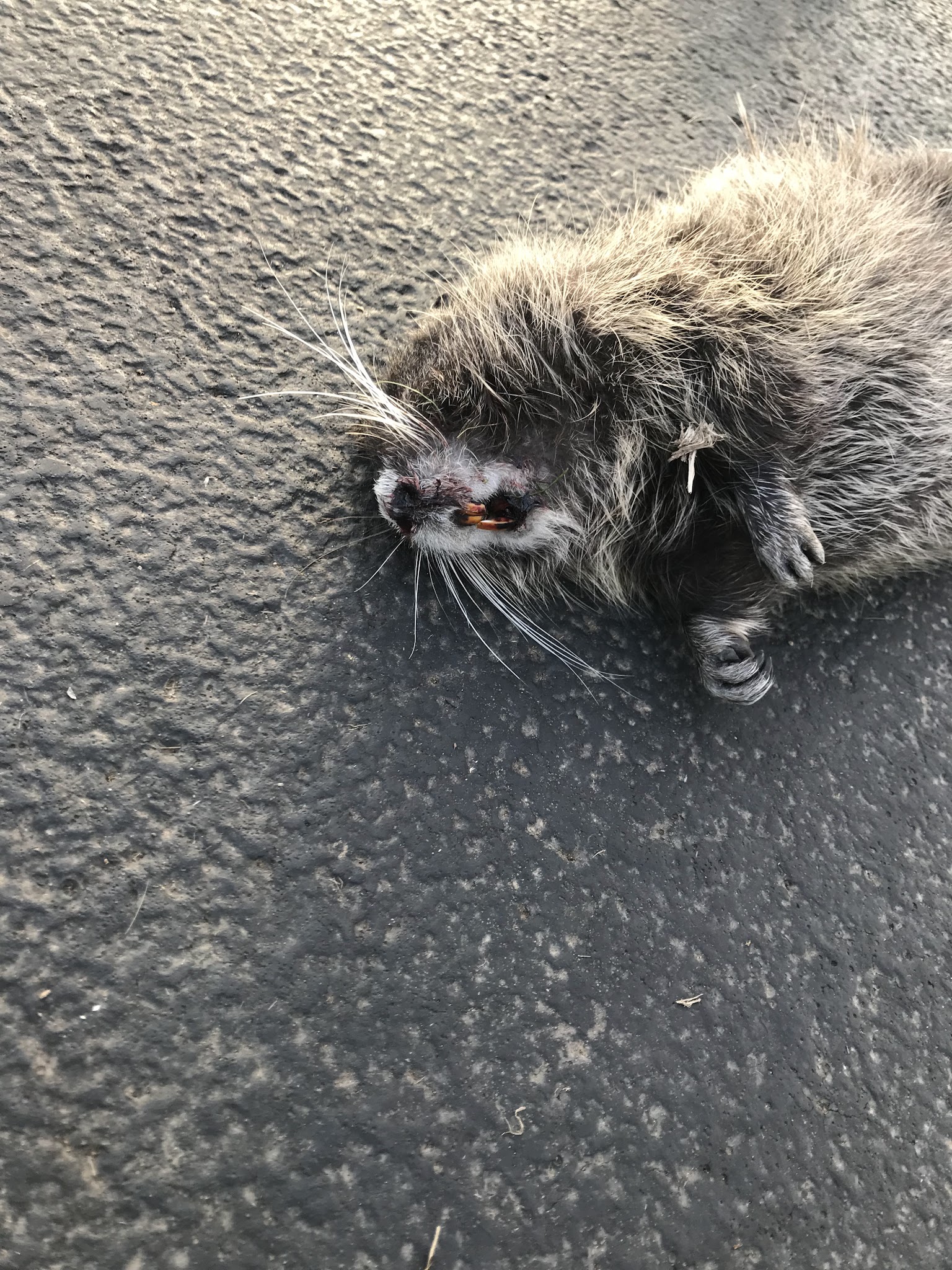 Arrow Park - Springfield, OR