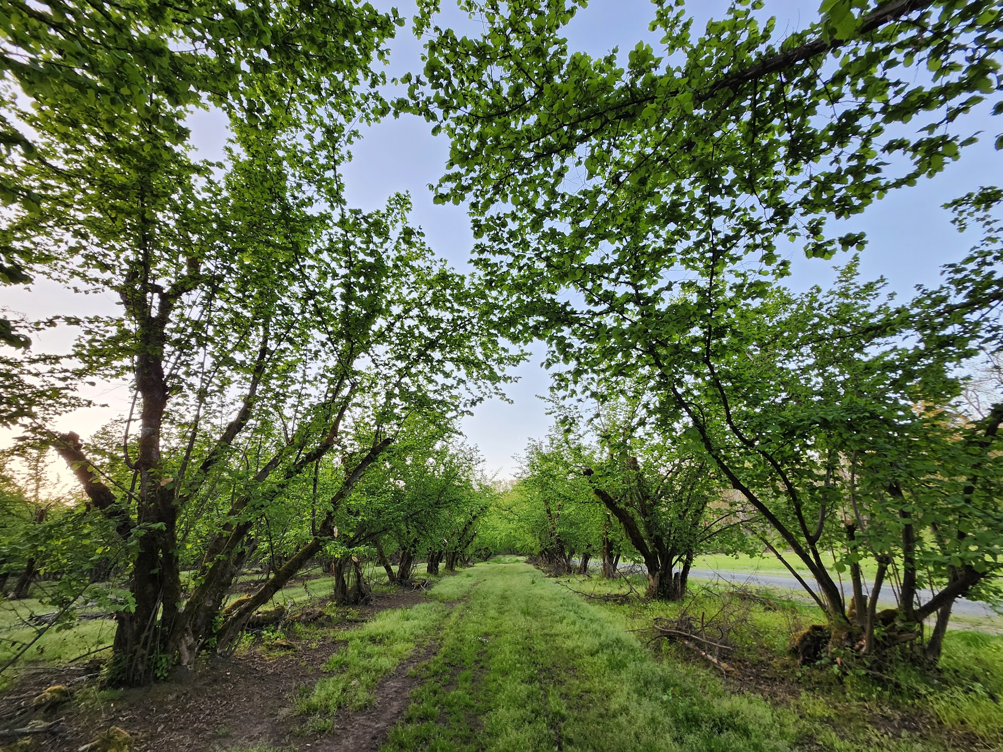 Dorris Ranch - Springfield, OR