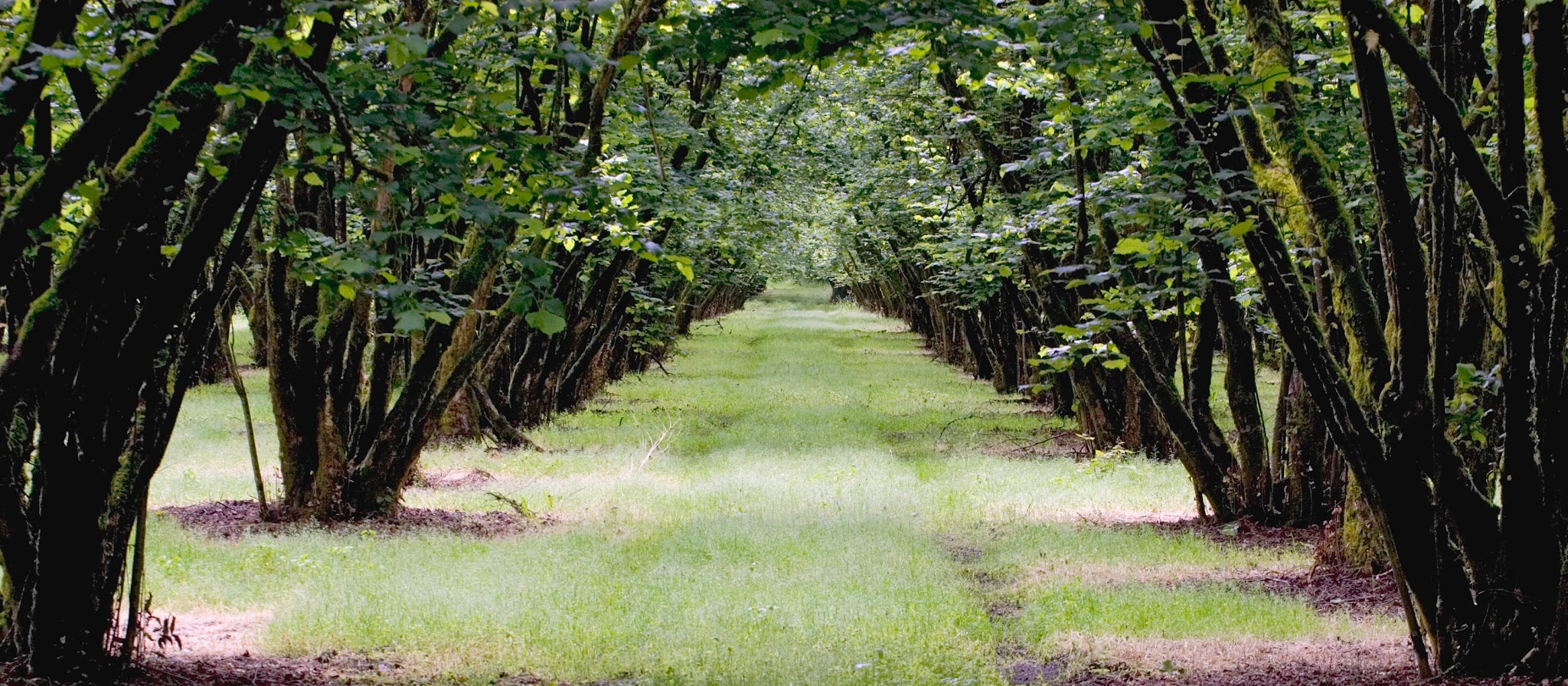 Dorris Ranch - Springfield, OR