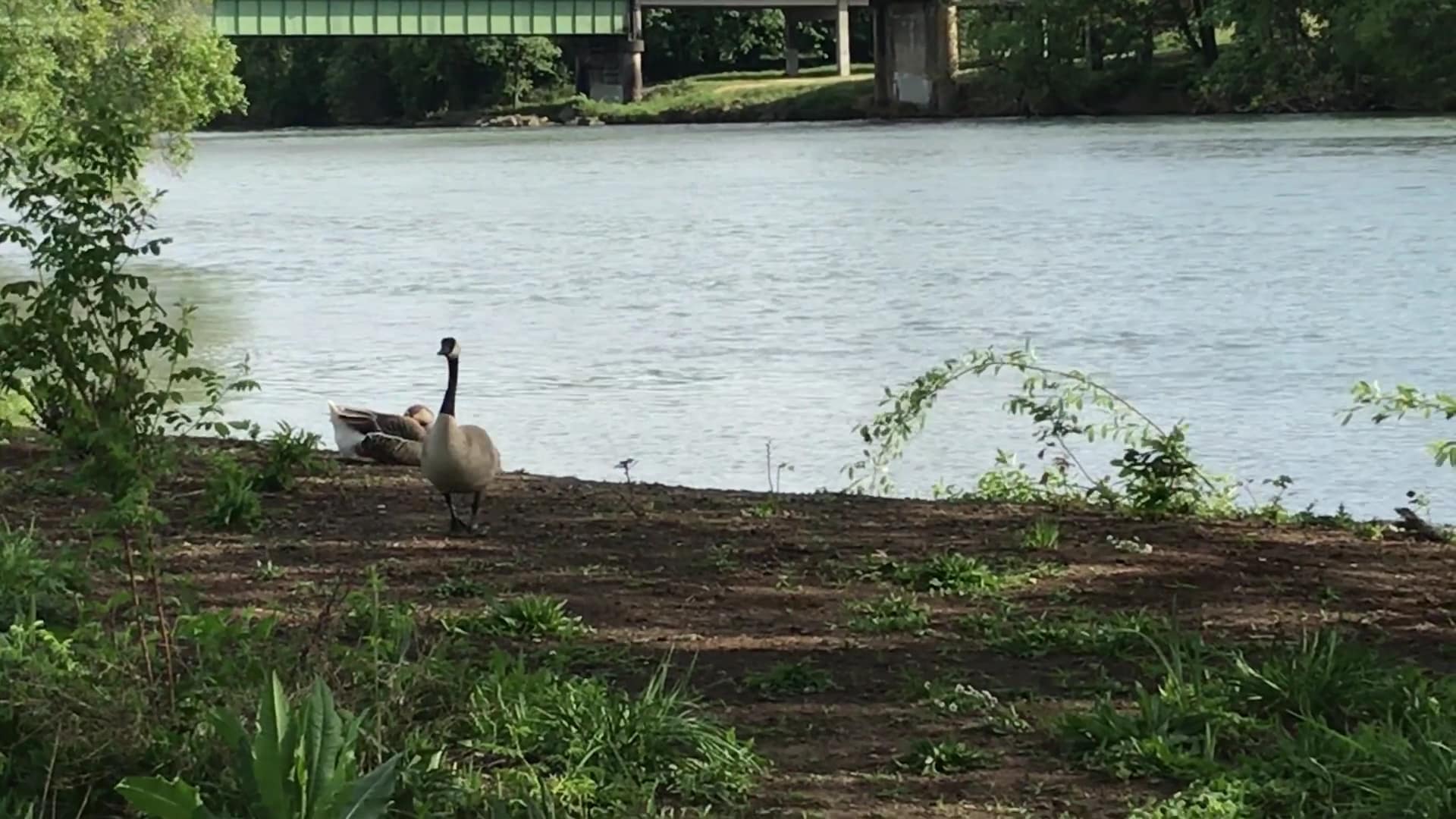 Island Park - Springfield, OR