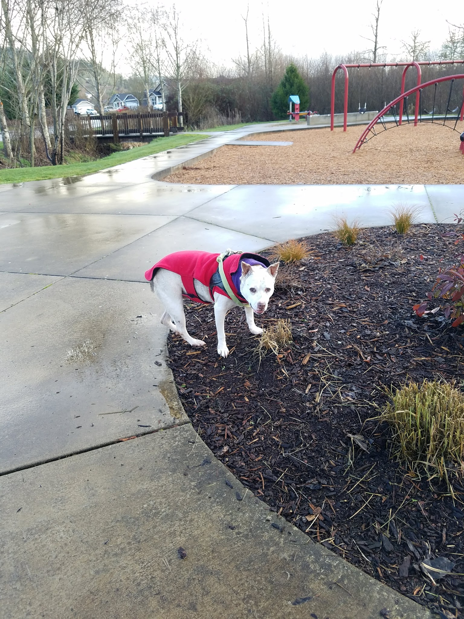 Jasper Meadows - Springfield, OR