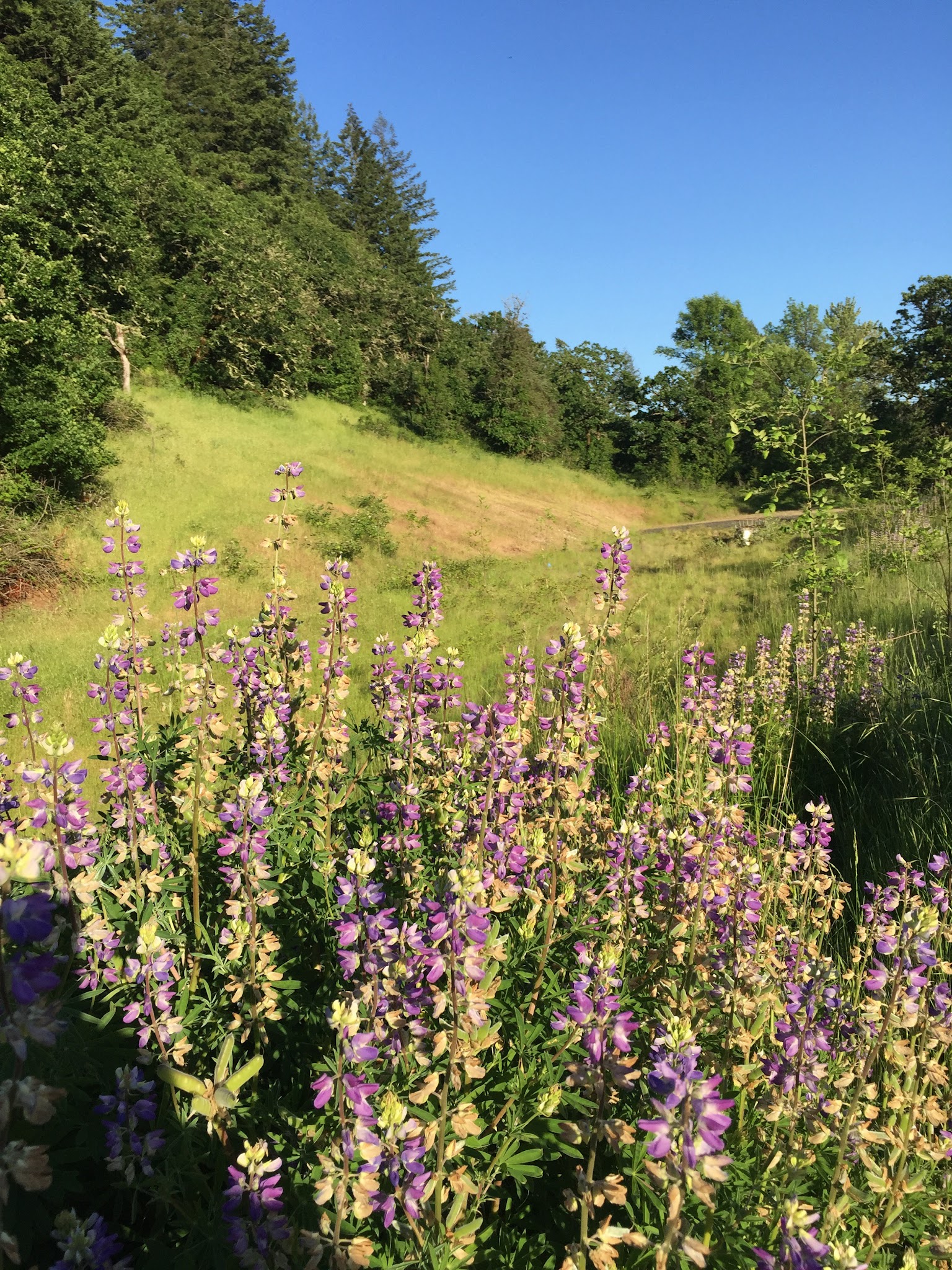 Willamalane Preservation Park - Springfield, OR