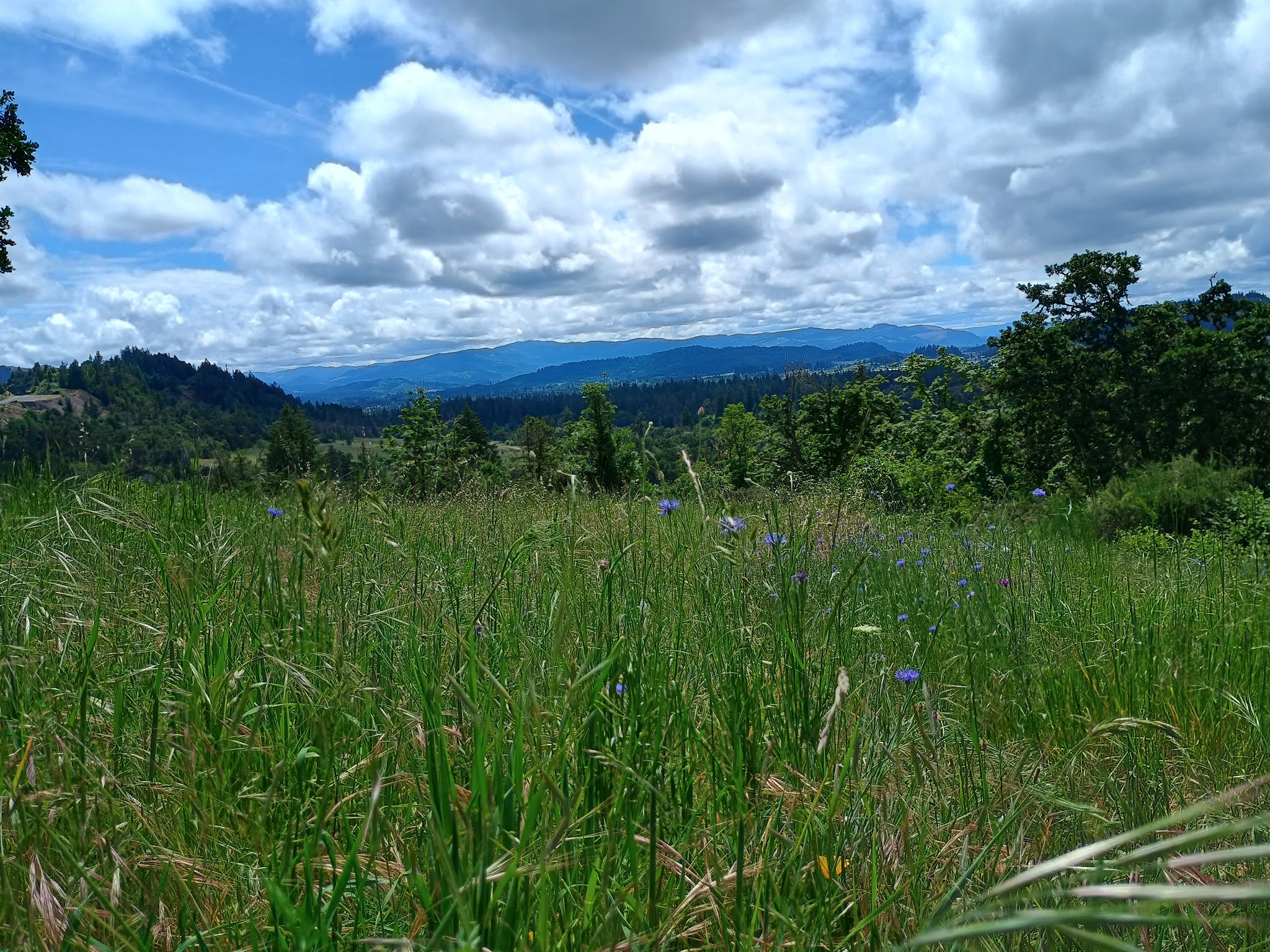 Willamette Heights Park - Springfield, OR