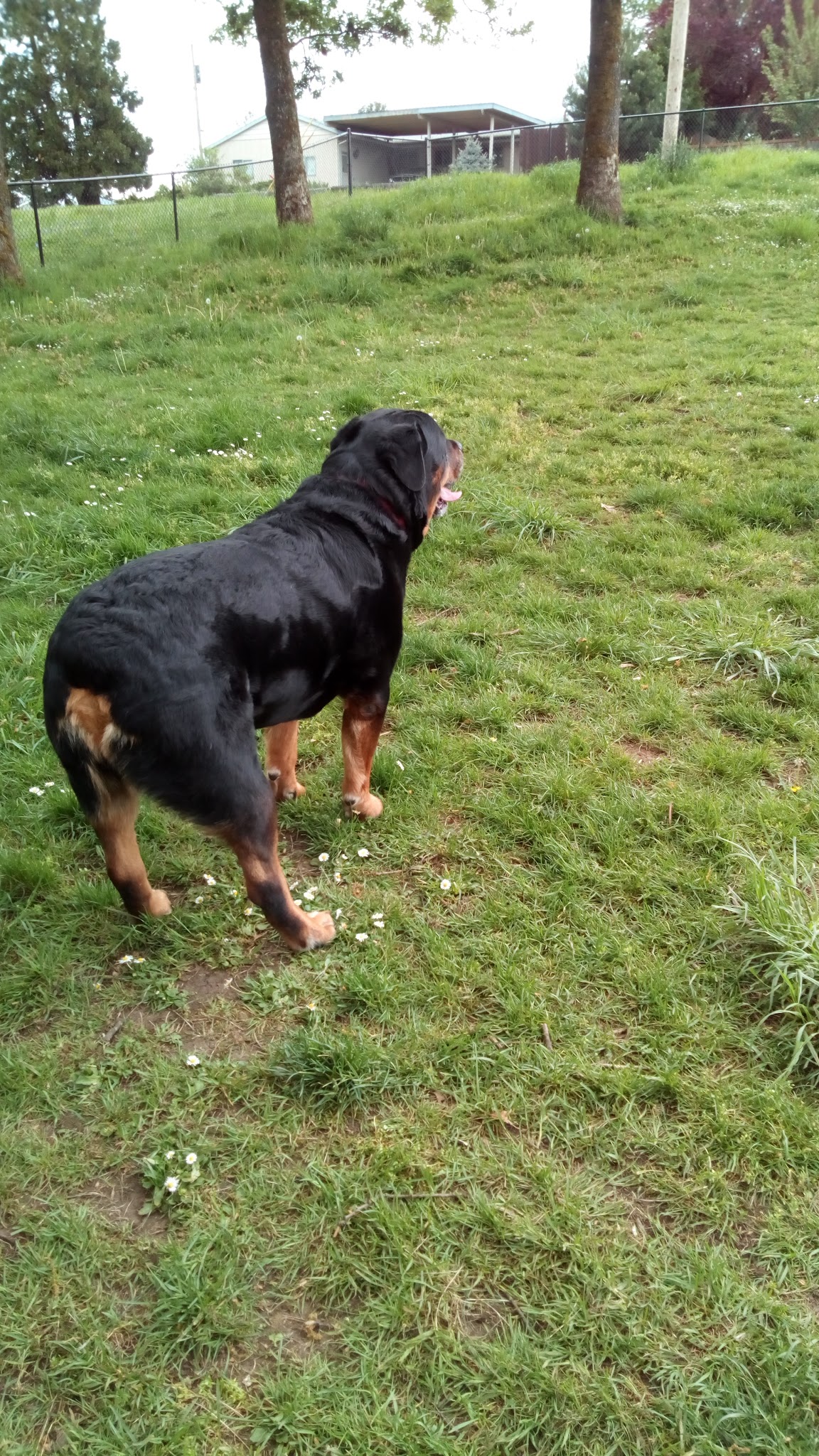 St. Helens: Dog Park - St Helens, OR