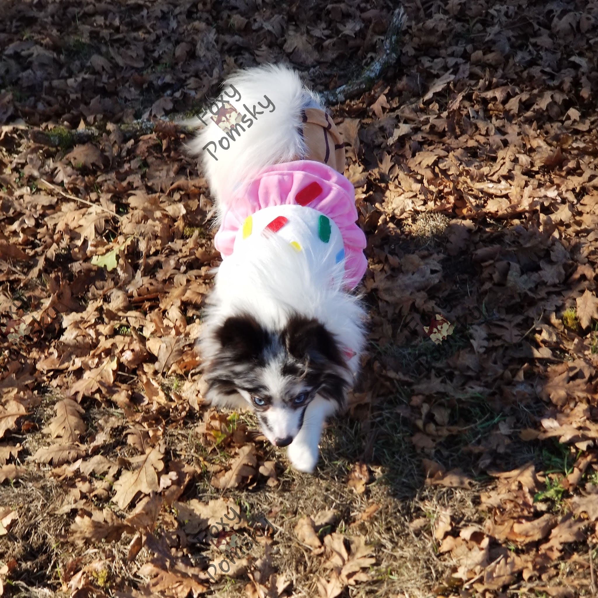 St. Helens: Dog Park - St Helens, OR