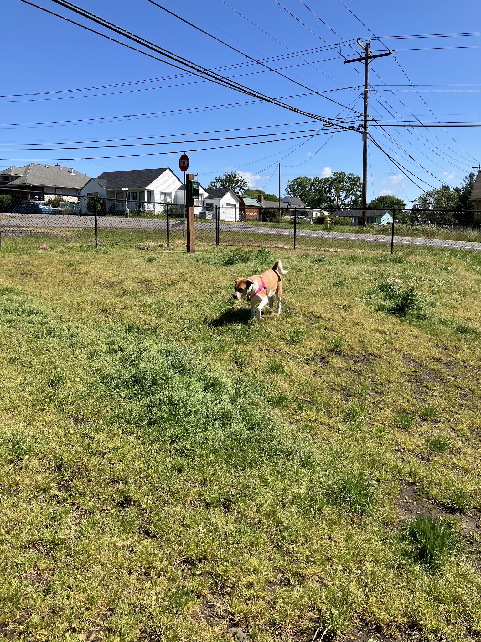 St. Helens: Dog Park - St Helens, OR