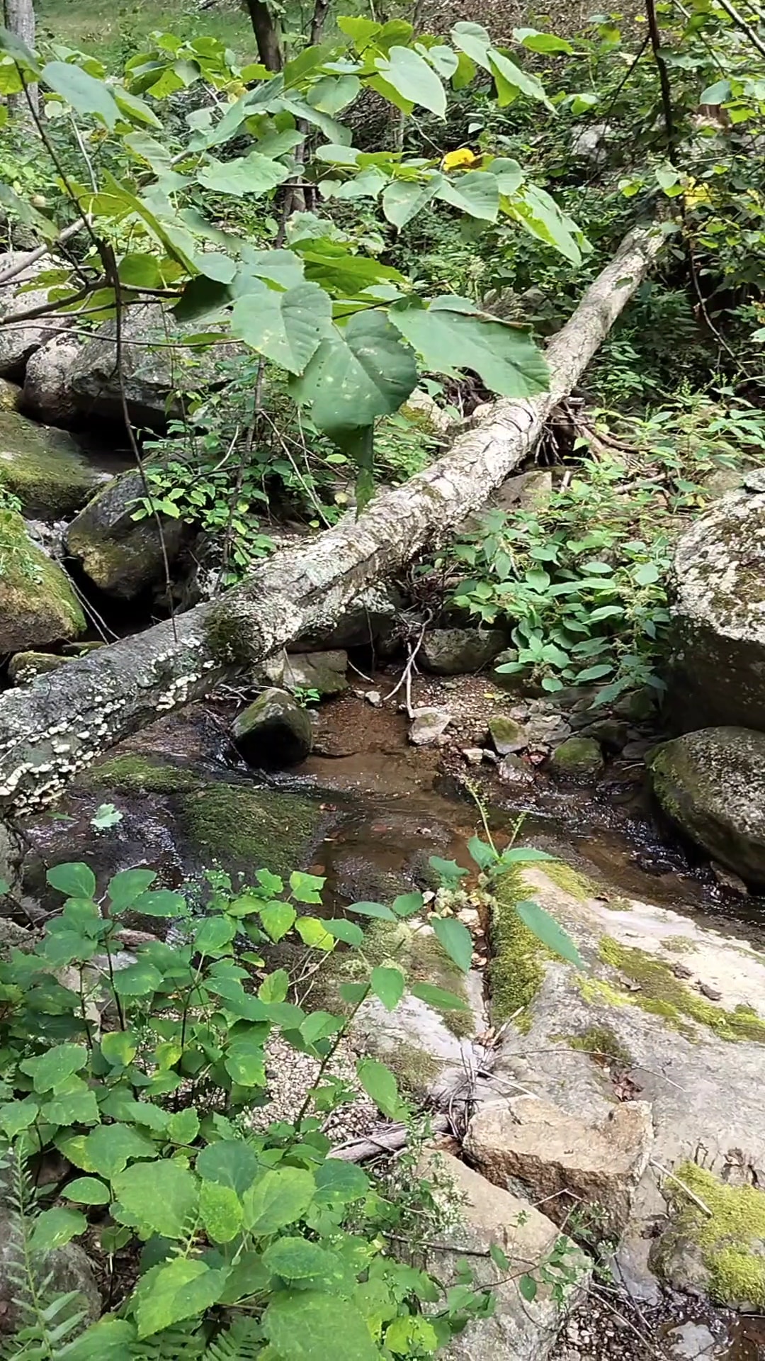 Entry Run Trail Parking - Stanardsville, VA