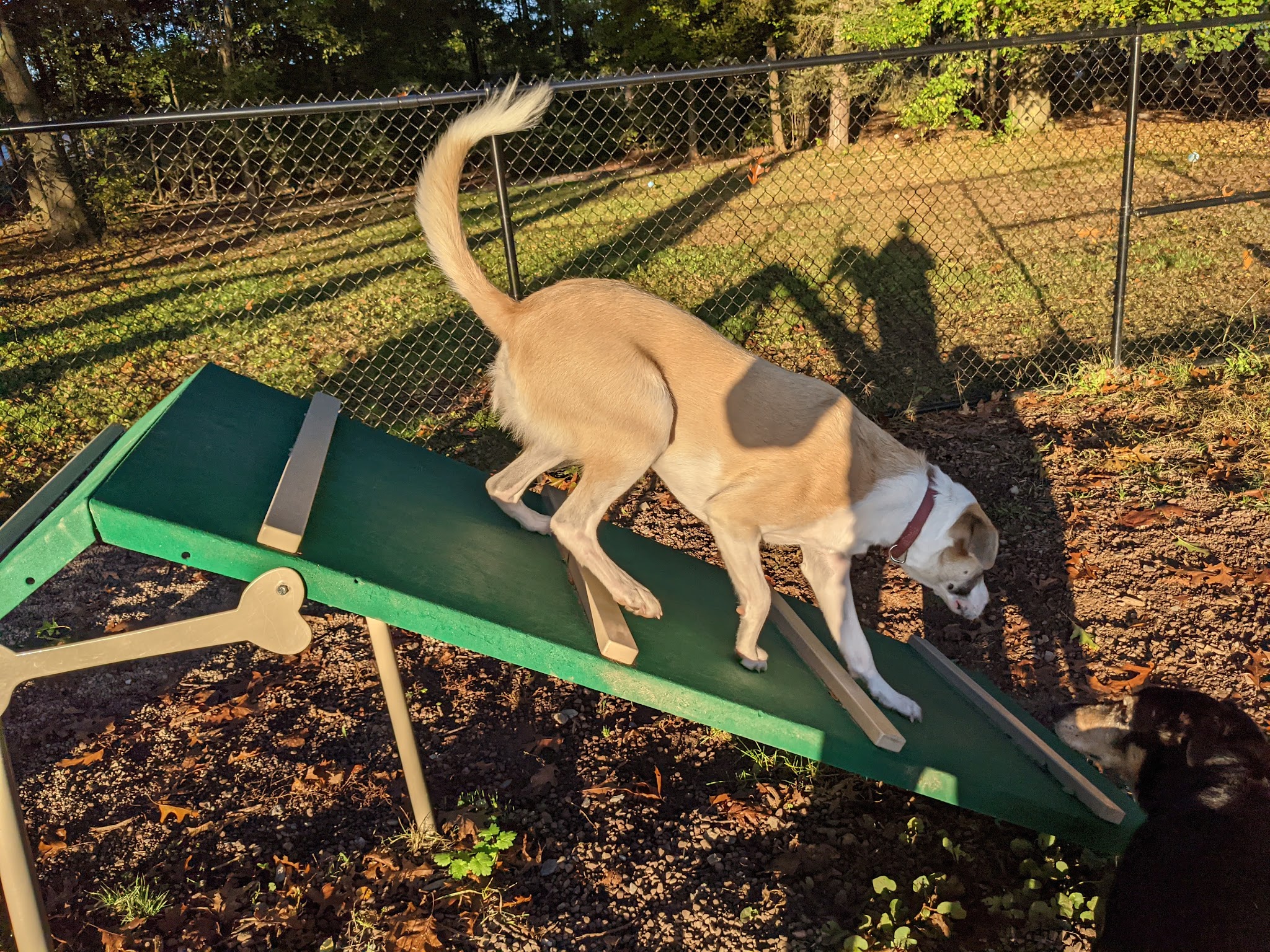 Dog Park at Heritage Park - Syracuse, NY