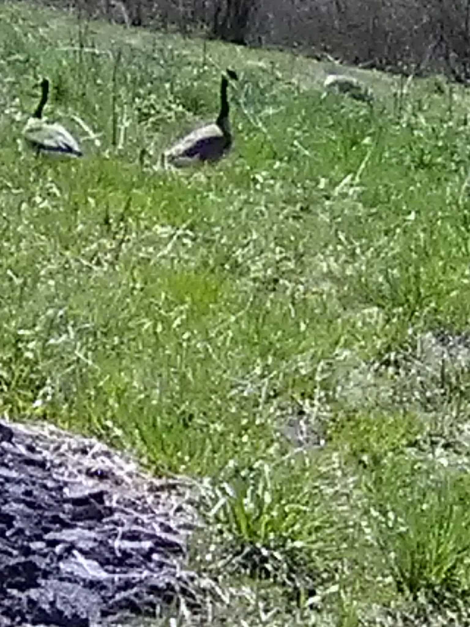 Reed Webster Park - Syracuse, NY