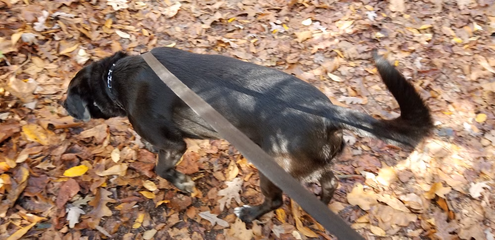 Point Park - Taylorsville, NC