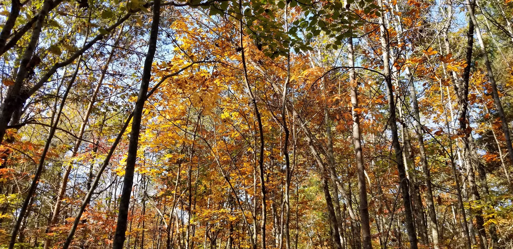 Point Park - Taylorsville, NC