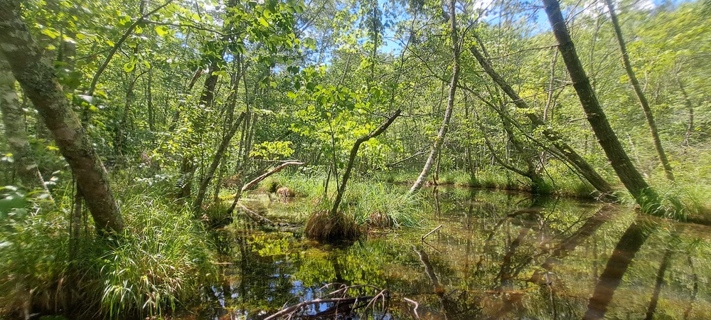 South Fork Citico Creek Trailhead - Tellico Plains, TN