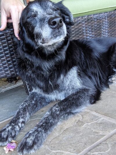 The Pet Gal Waikoloa - ,