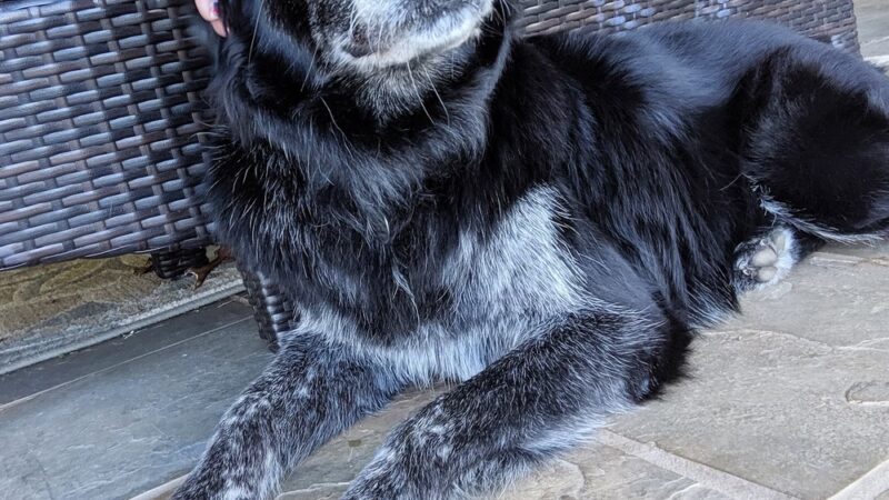 The Pet Gal Waikoloa - ,