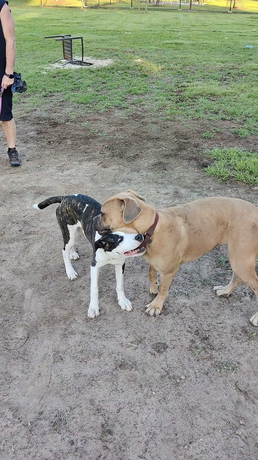 Cattail Park - The Woodlands, TX