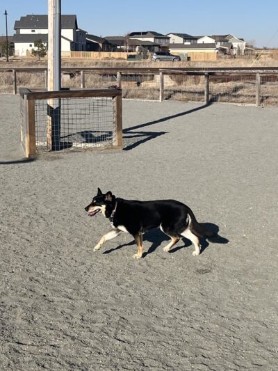 Timnath Dog Park - Timnath, CO