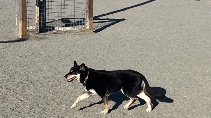 Timnath Dog Park - Timnath, CO