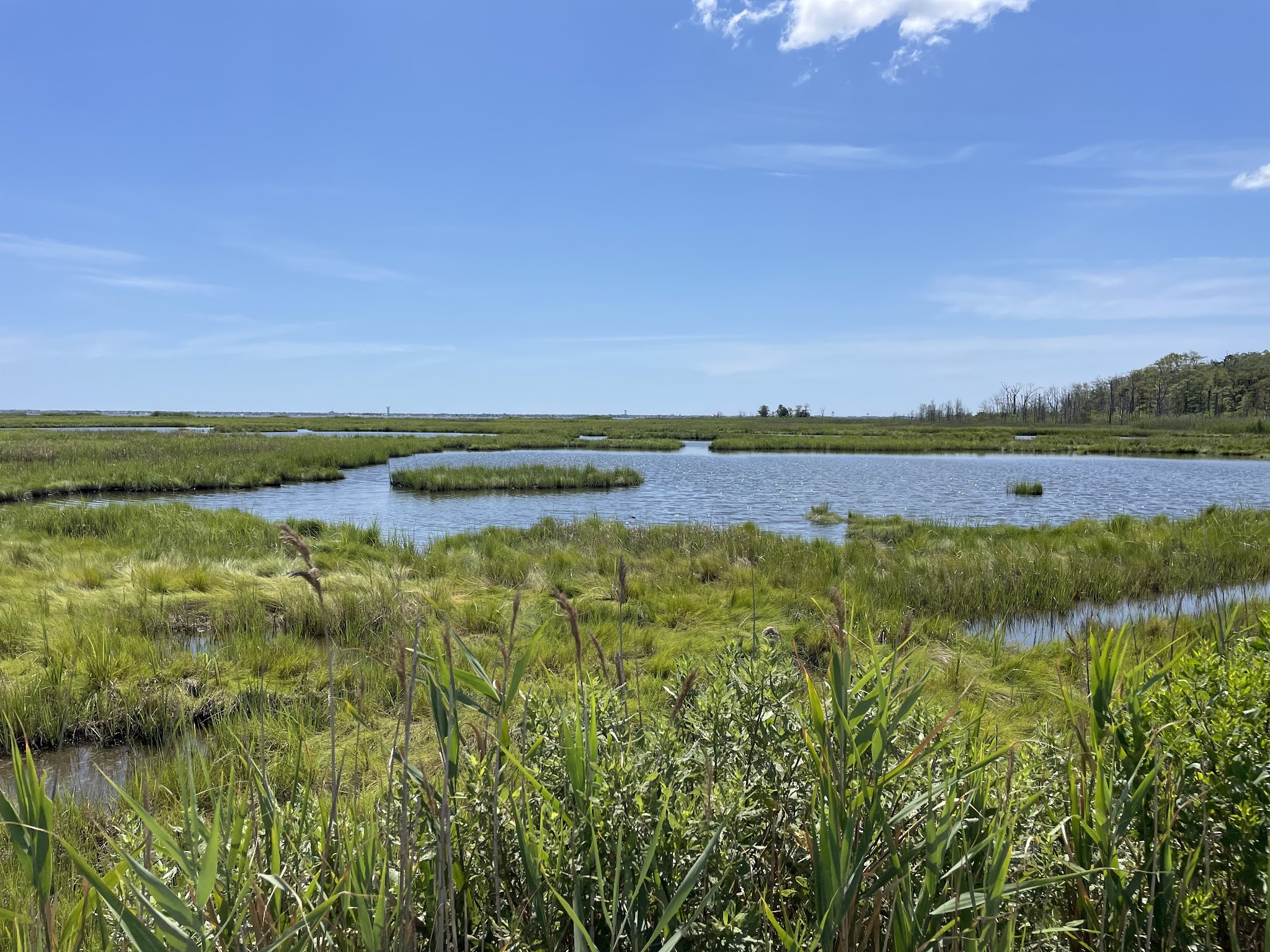 Cattus Island County Park - Toms River, NJ