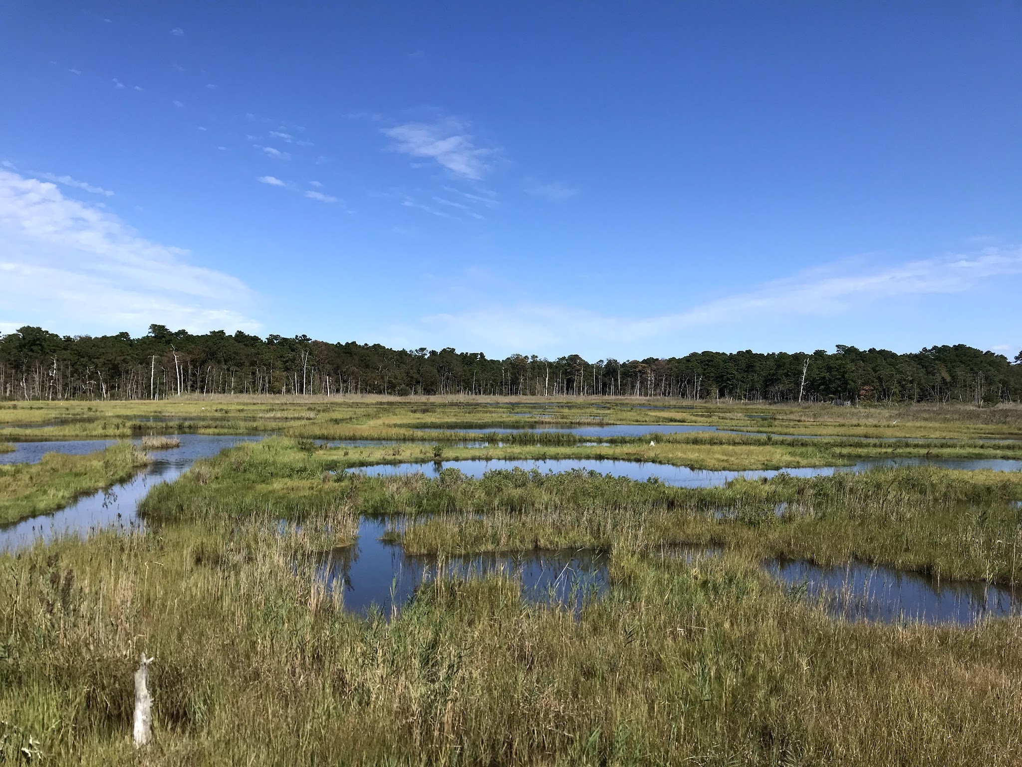 Cattus Island County Park - Toms River, NJ