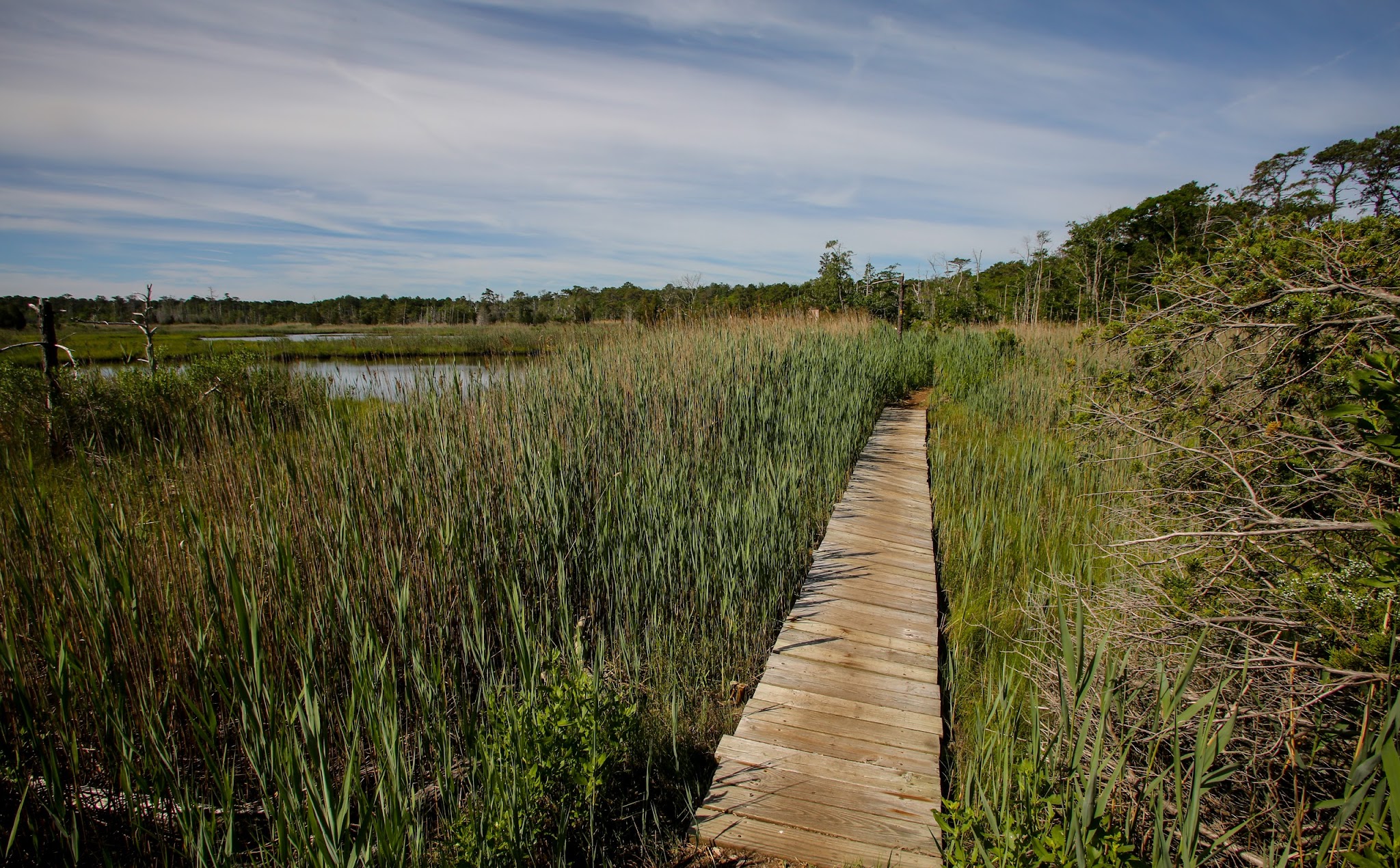 Cattus Island County Park - Toms River, NJ