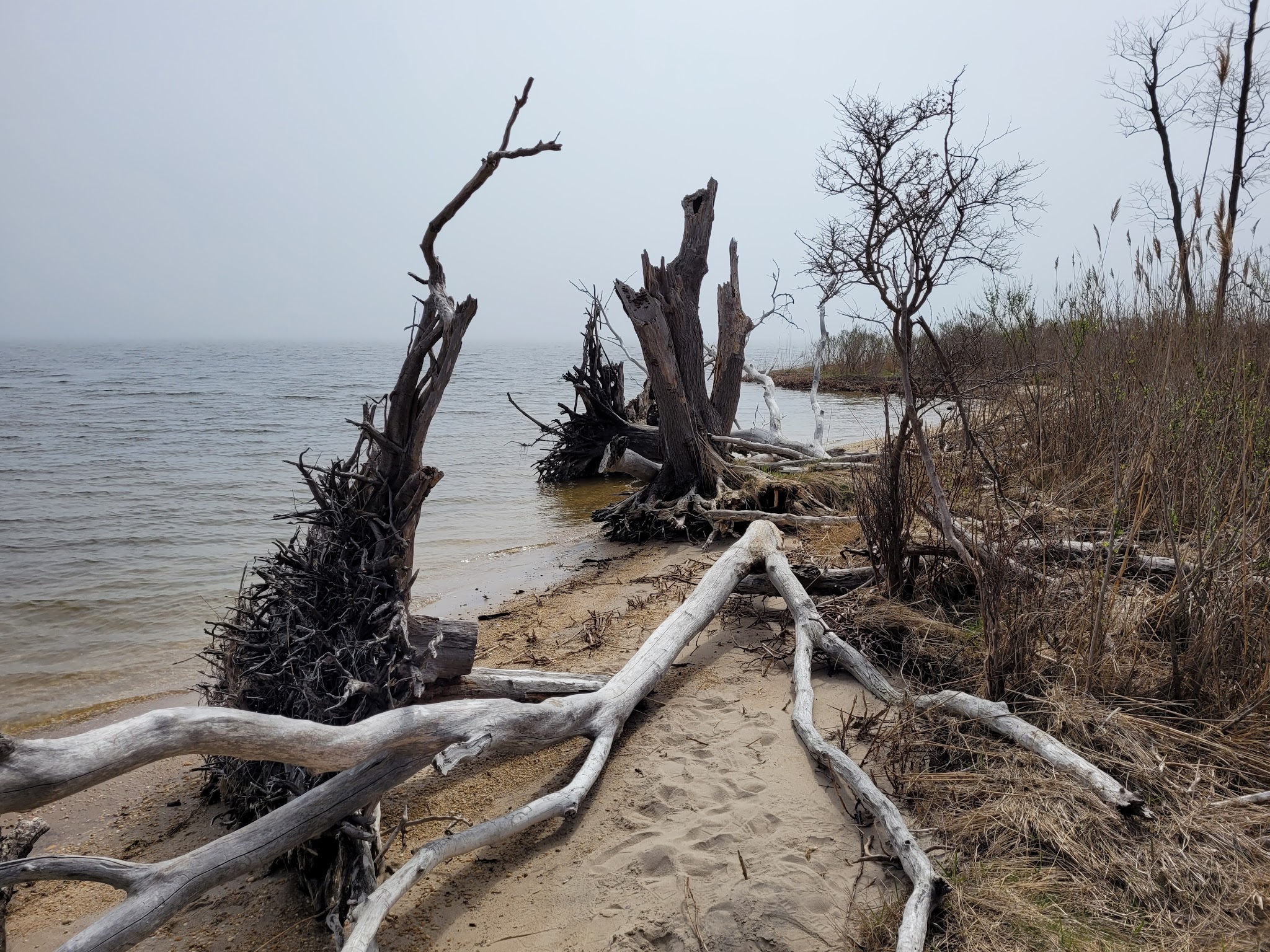 Cattus Island County Park Parking Lot - Toms River, NJ