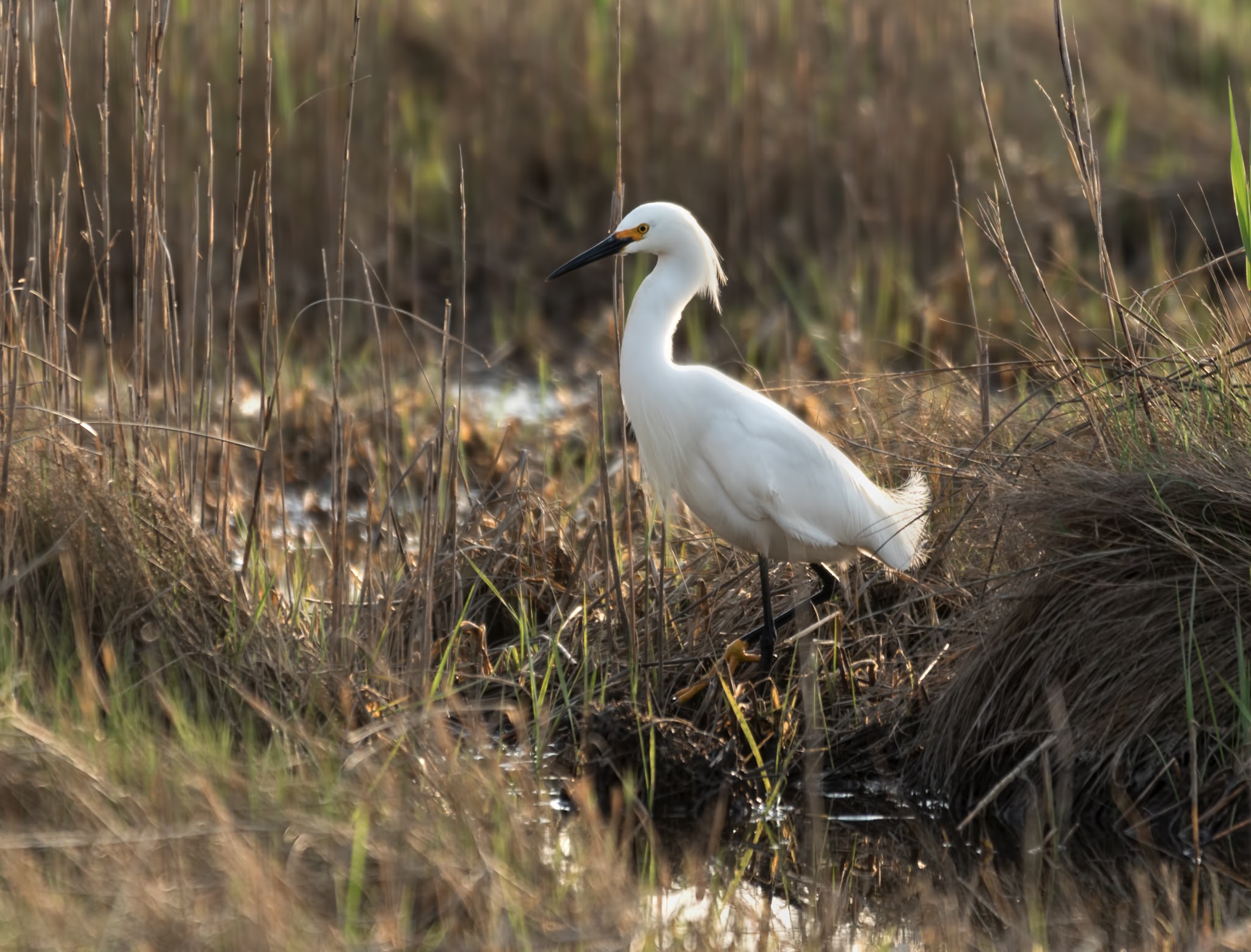 Cattus Island County Park Parking Lot - Toms River, NJ