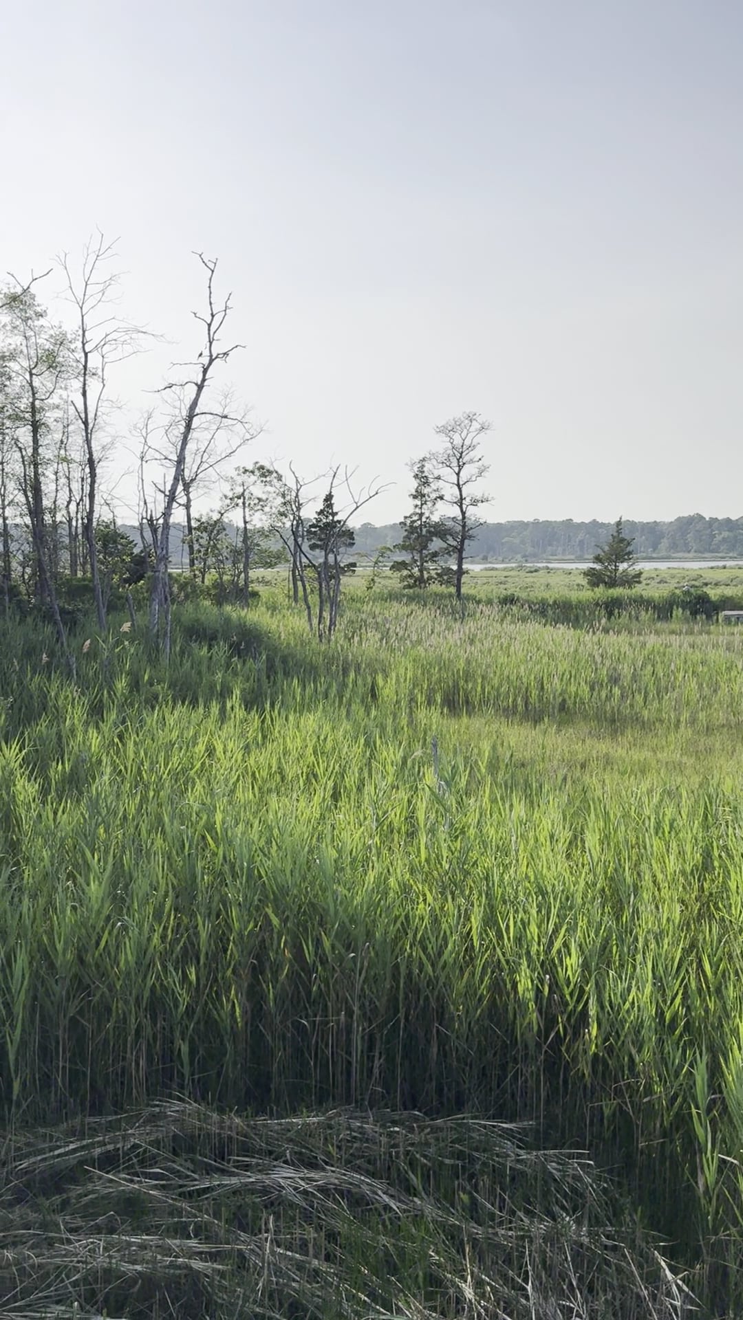 Cattus Island County Park Parking Lot - Toms River, NJ