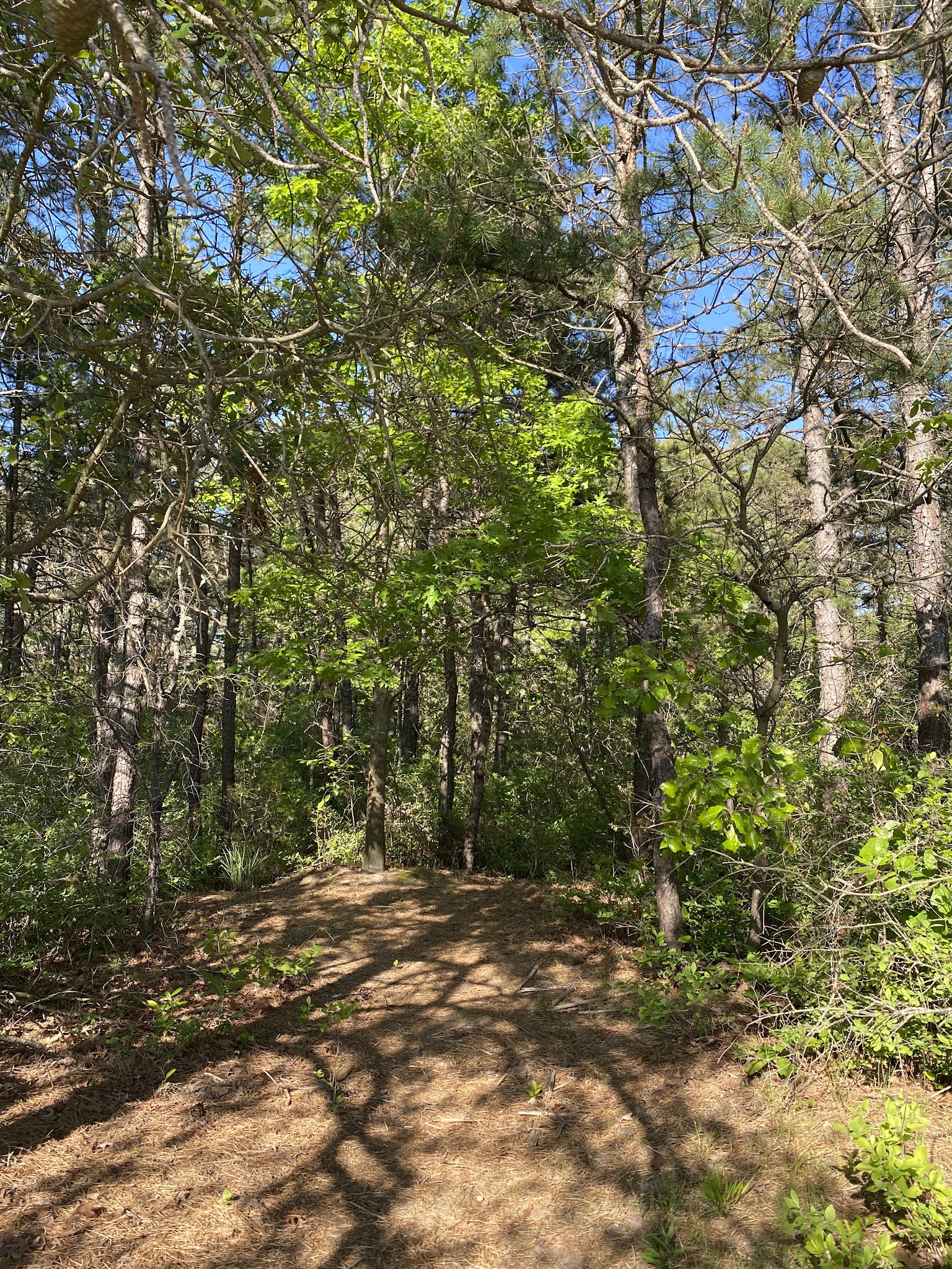 Whispering Pines Park - Toms River, NJ