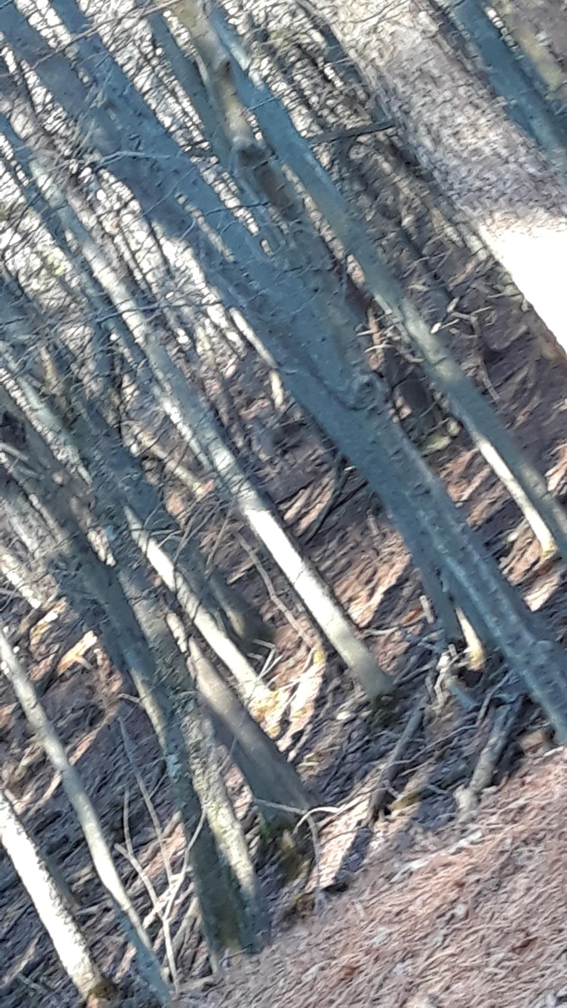 Winding River South Park Picnic Area - Toms River, NJ