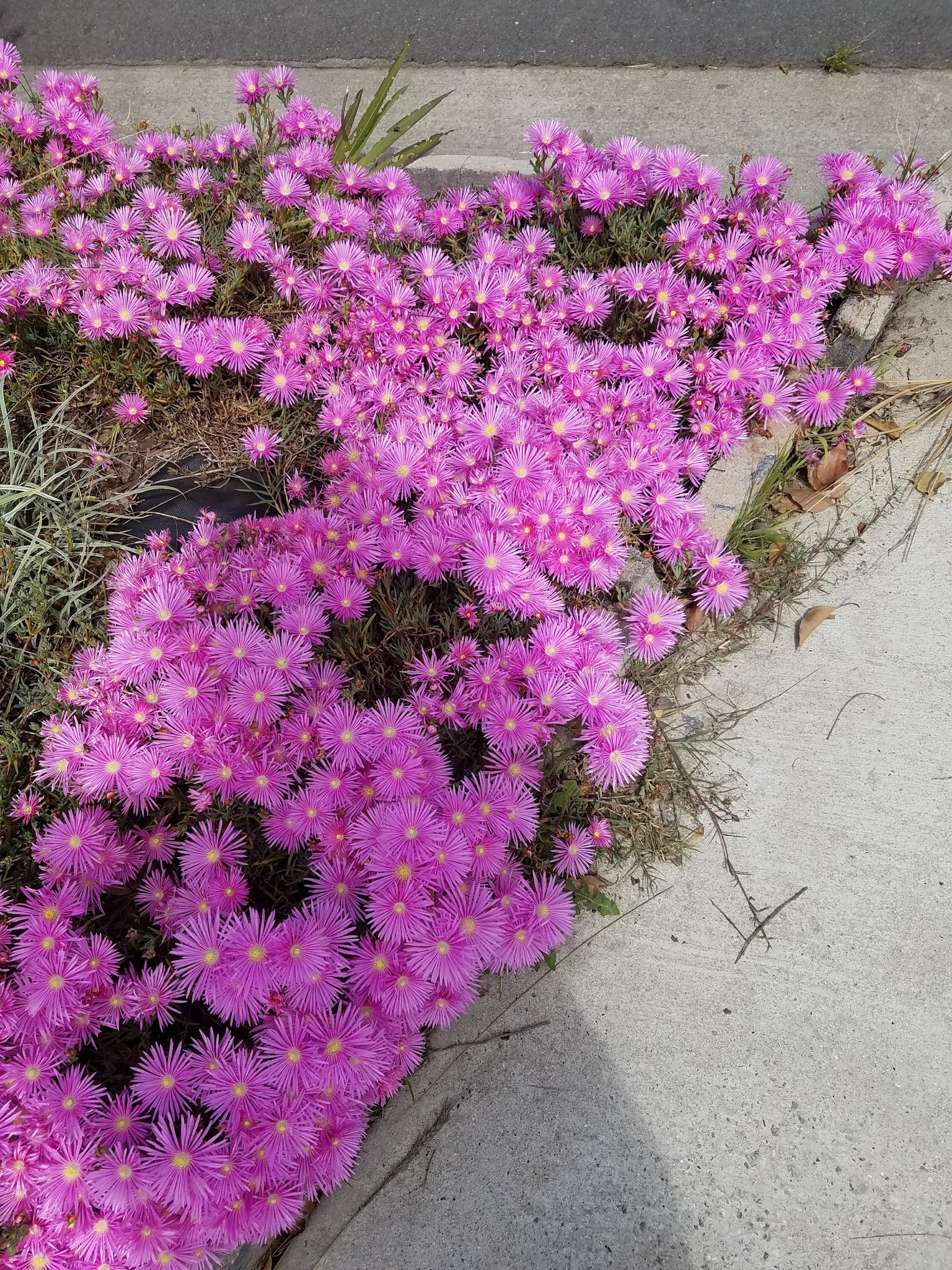 Pequeno Park - Torrance, CA