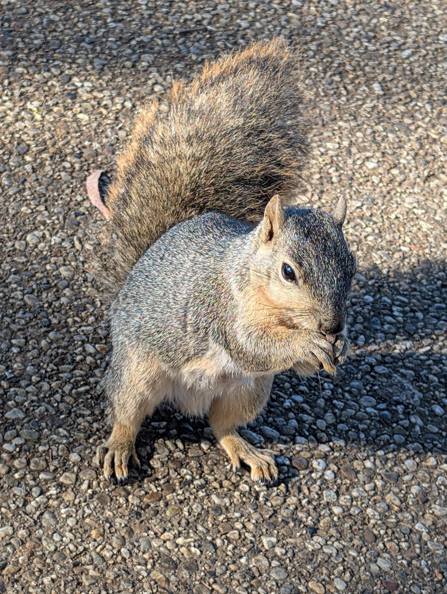 Charles H. Wilson Park - Torrance, CA
