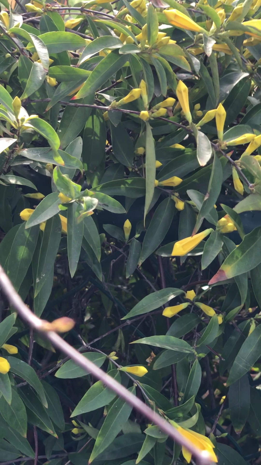 McMaster Park - Torrance, CA