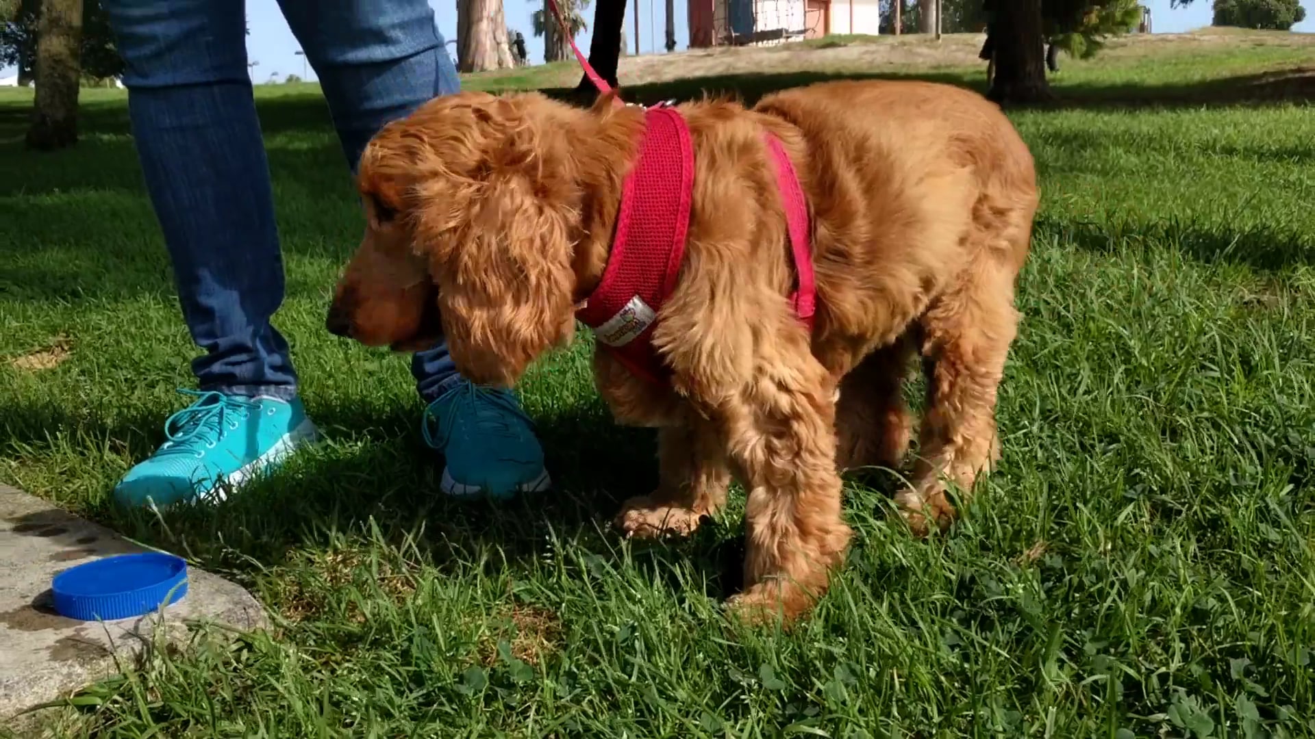 Paradise Park - Torrance, CA