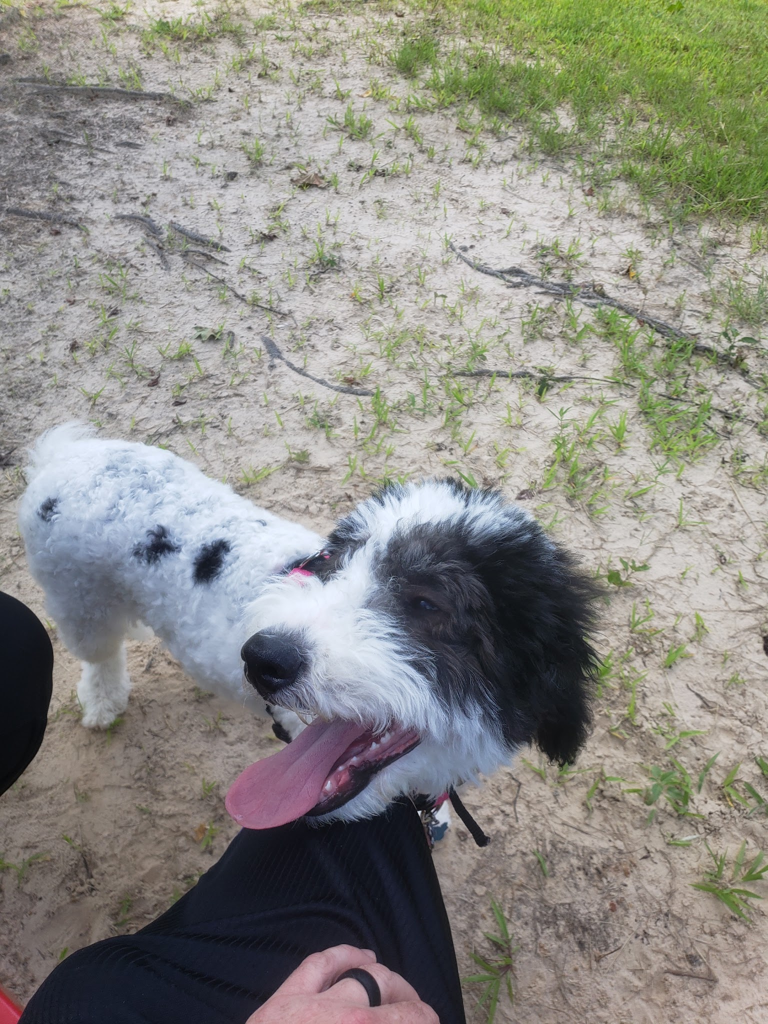 Sunrise Paw Park - Tyler, TX